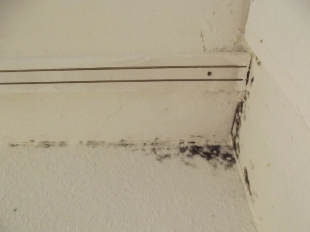 Technician in protective gear removing a mold-damaged wall in a Babylon home